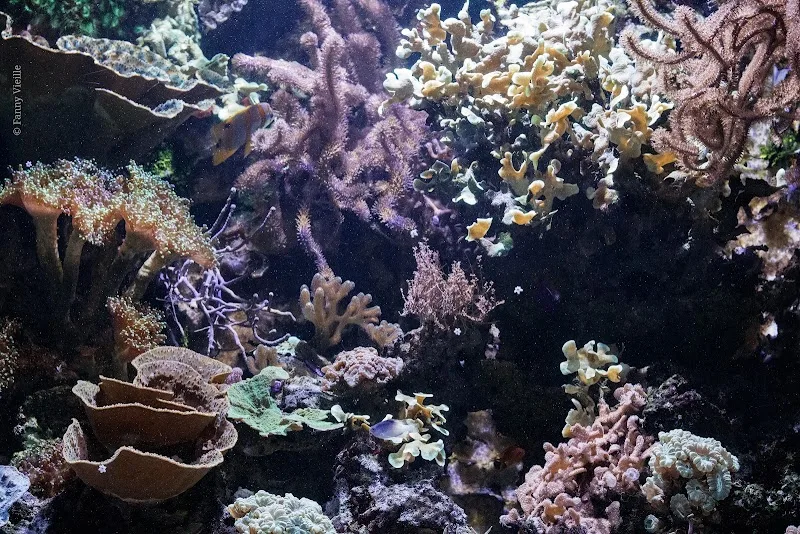 Aquarium Refuge de Limoges