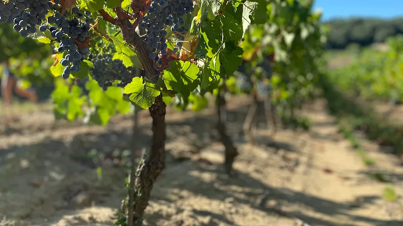 Domaine de Lascamp