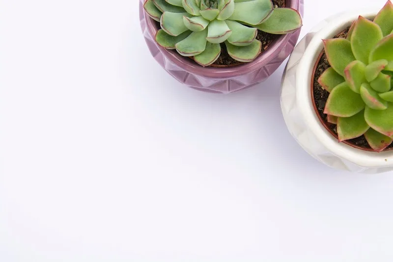 Bella y Suculenta - Institut de beauté Burgos - OneBooking
